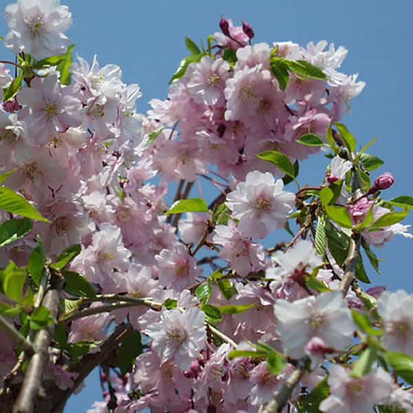 Gasper Home & Garden Weeping Higan Flowering Cherry - Thumbnail 2