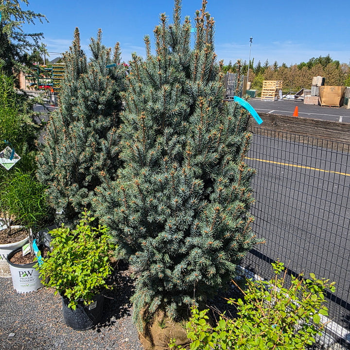 Upright Colorado Blue Spruce