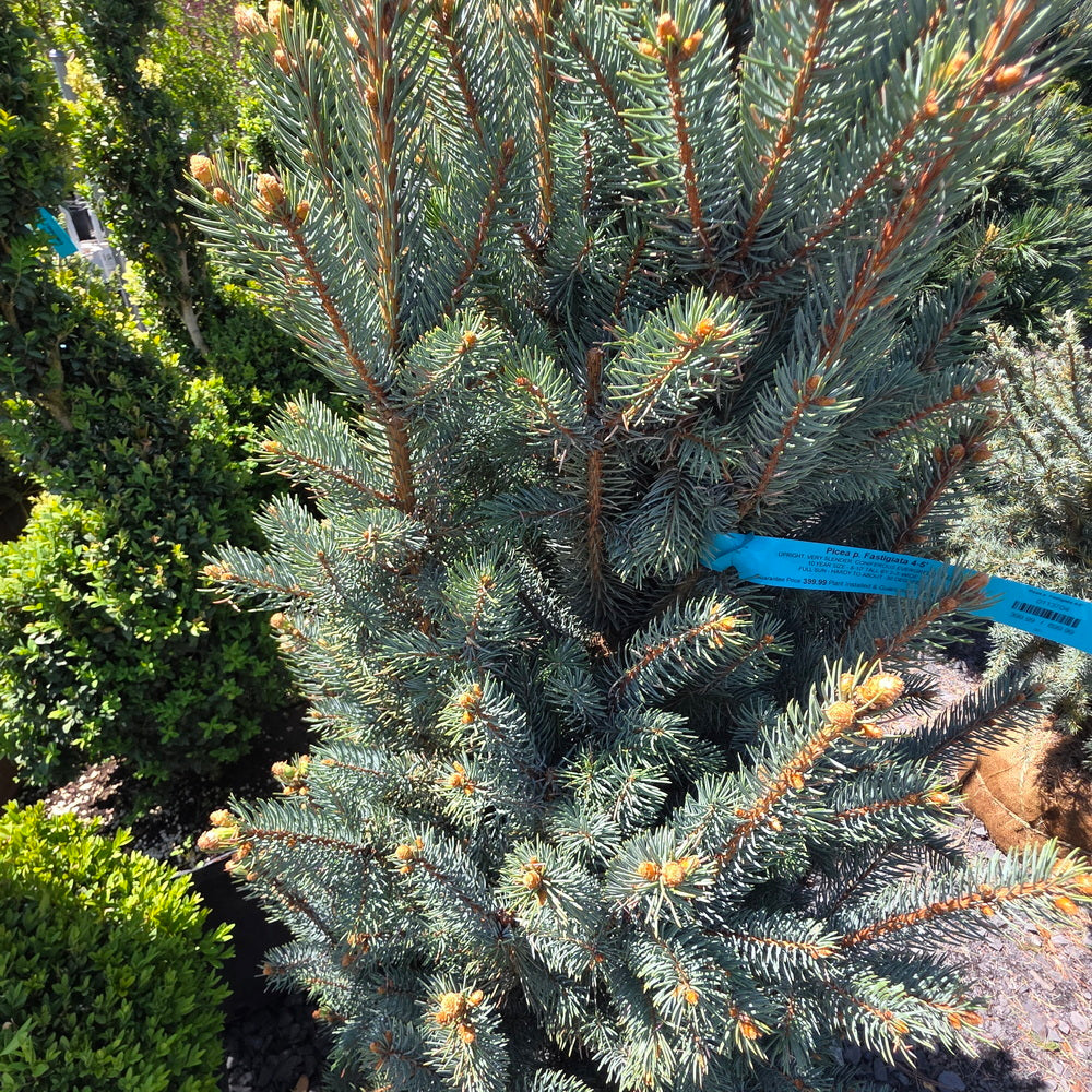 Upright Colorado Blue Spruce