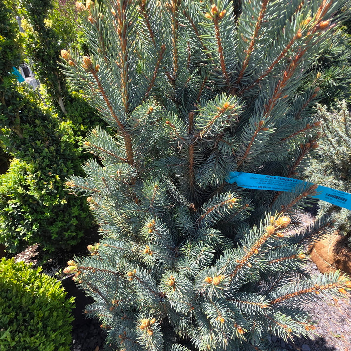 Upright Colorado Blue Spruce
