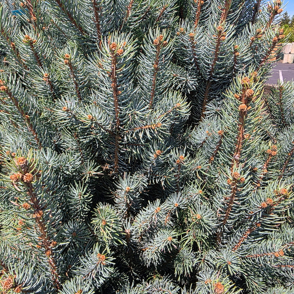 Upright Colorado Blue Spruce