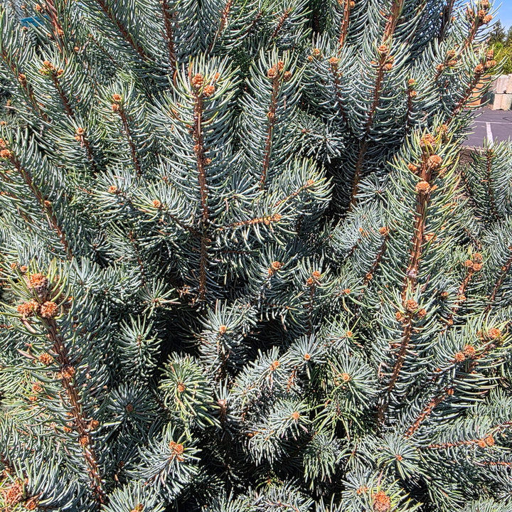 Upright Colorado Blue Spruce