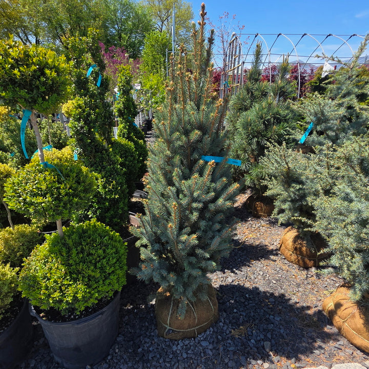 Upright Colorado Blue Spruce