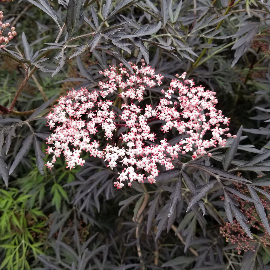 Black Lace® Elderberry