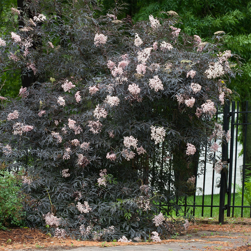 Black Lace® Elderberry