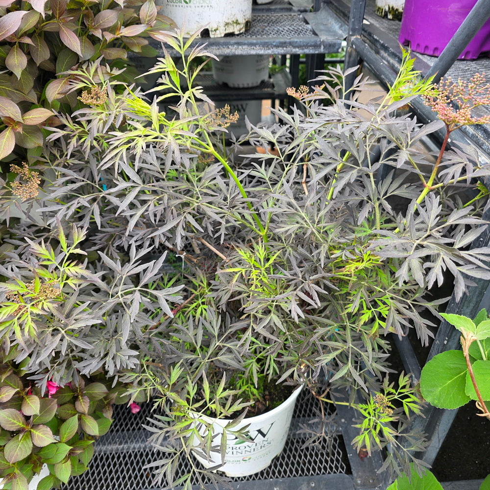 Black Lace® Elderberry