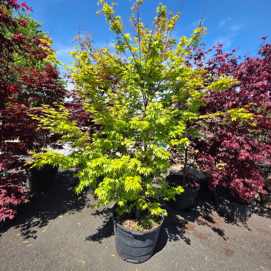 Coral Bark Japanese Maple