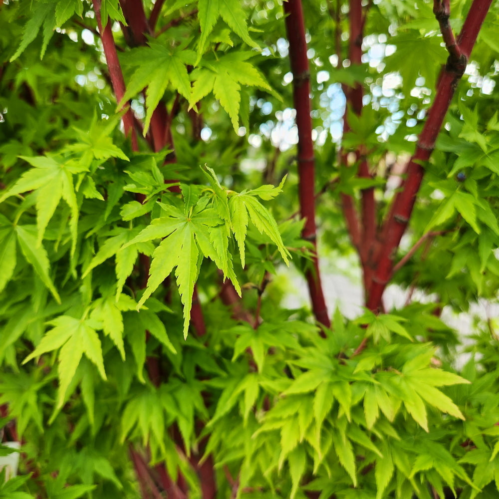 Coral Bark Japanese Maple