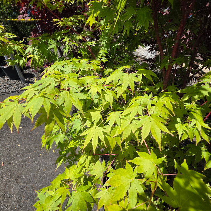 Coral Bark Japanese Maple