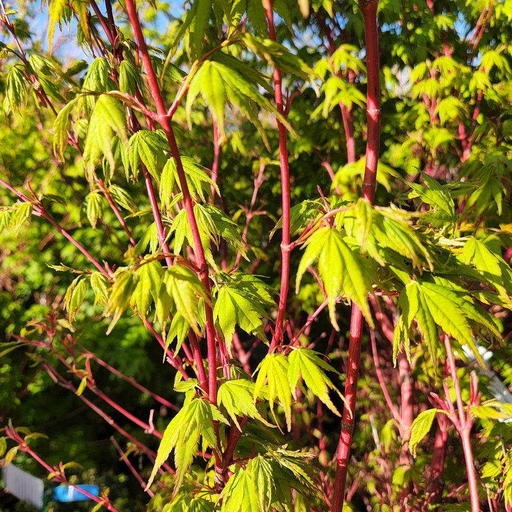 Coral Bark Japanese Maple