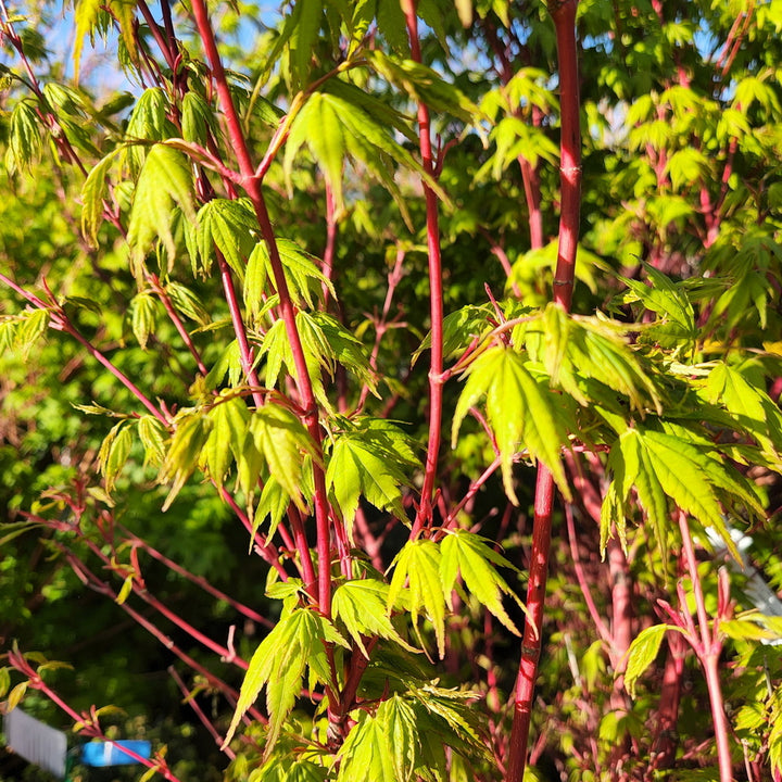 Coral Bark Japanese Maple