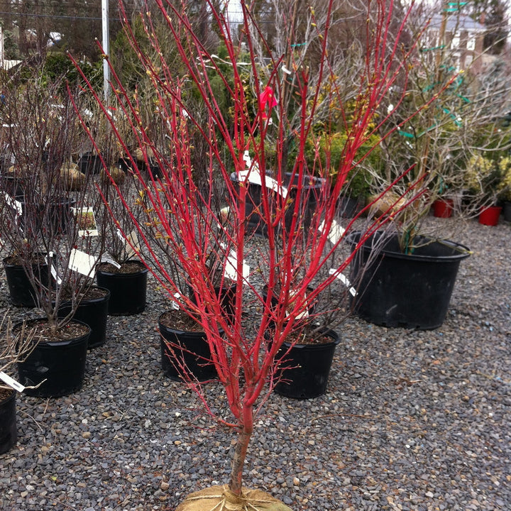 Coral Bark Japanese Maple