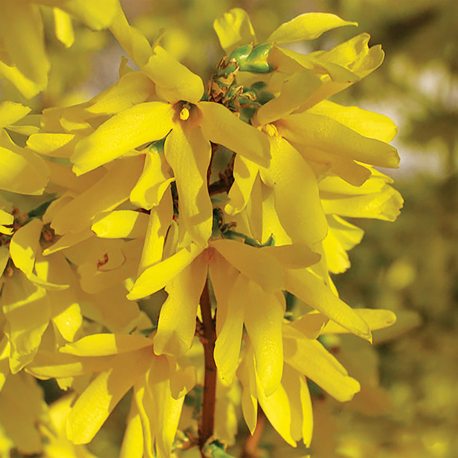 Lynwood Gold Forsythia