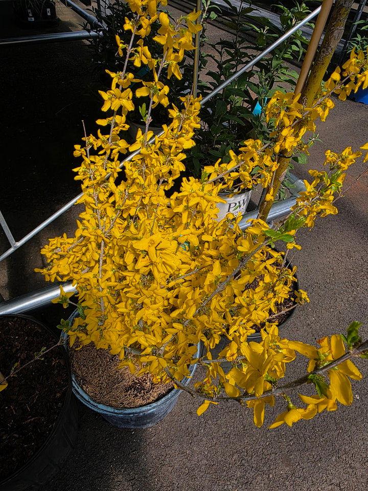 Lynwood Gold Forsythia