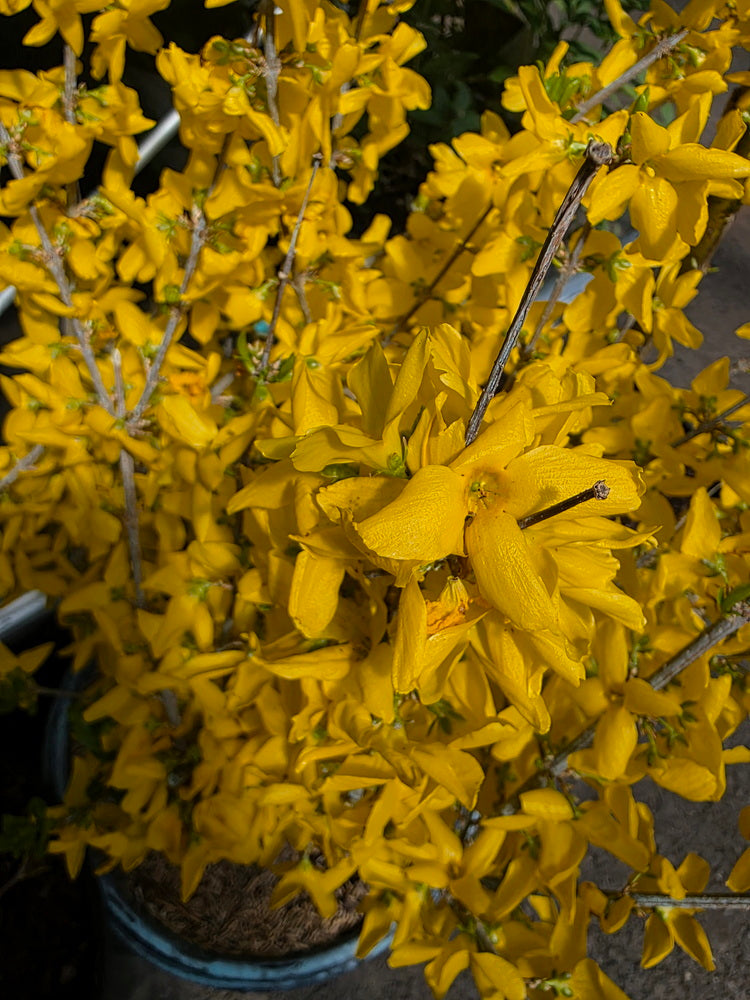 Lynwood Gold Forsythia