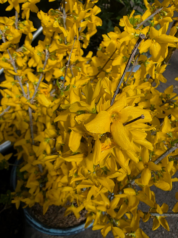 Lynwood Gold Forsythia