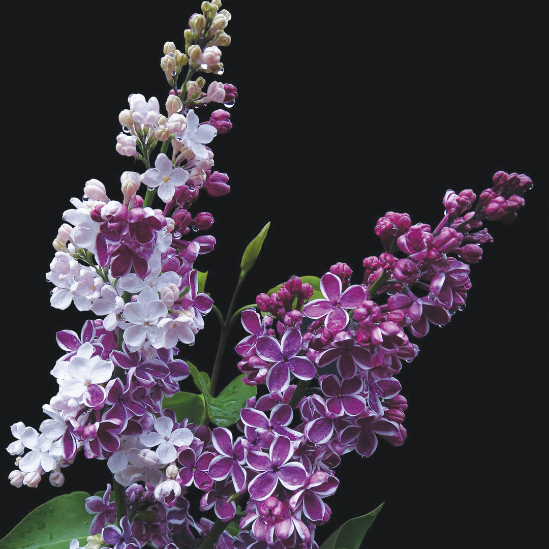Sensation Lilac