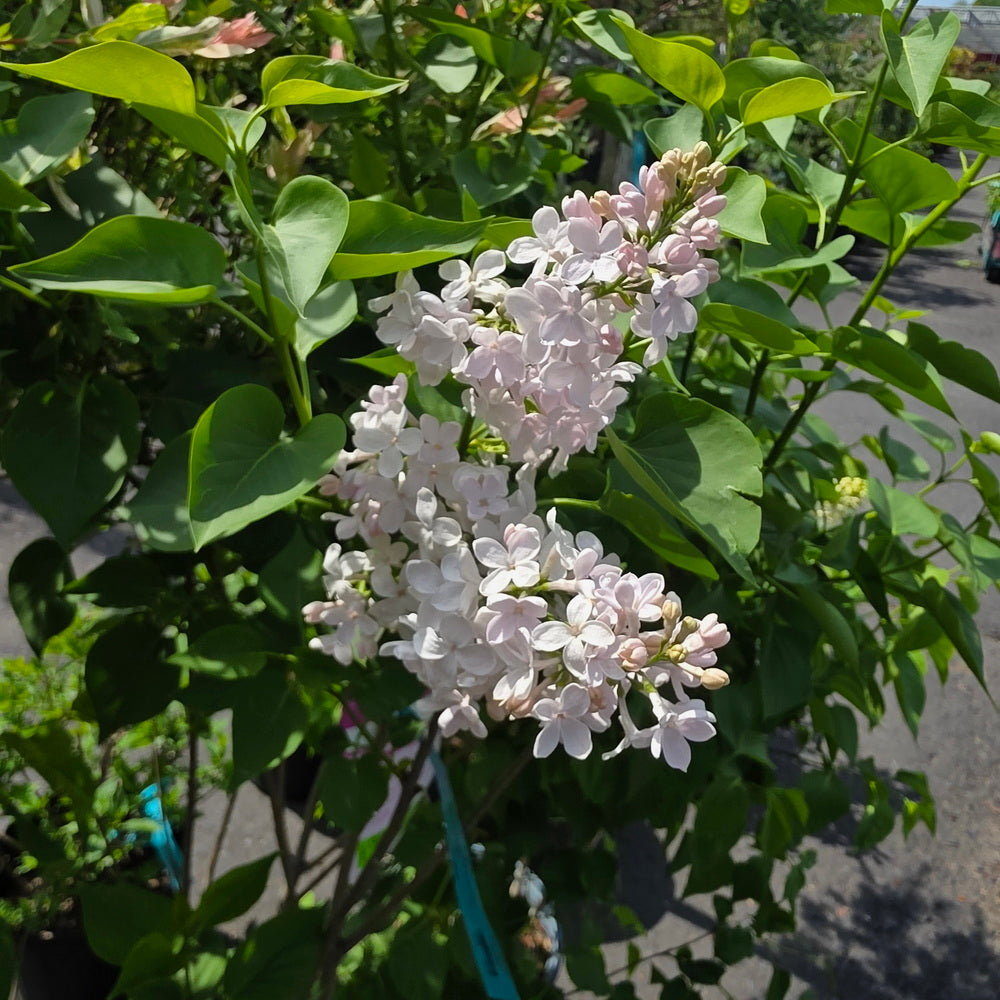 Sensation Lilac