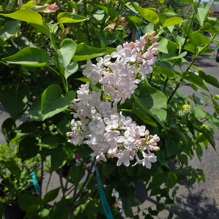 Sensation Lilac
