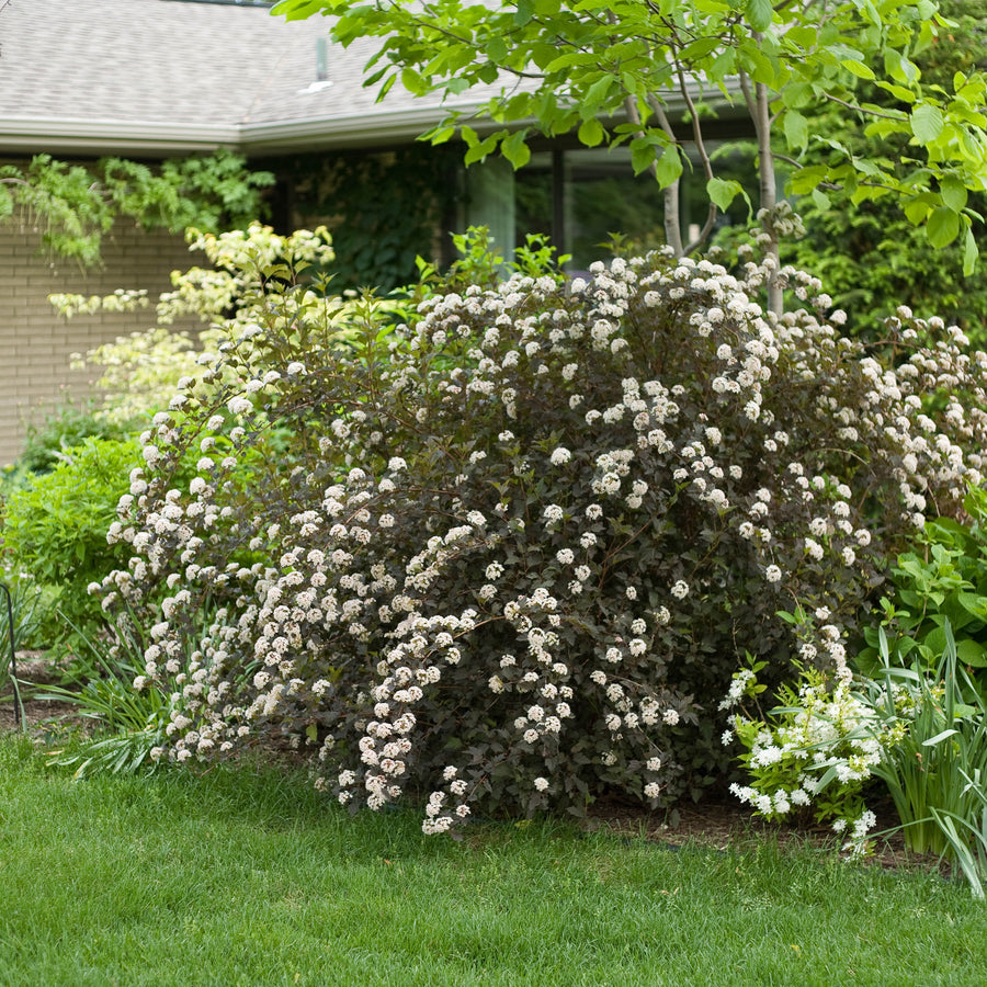 Summer Wine® Ninebark
