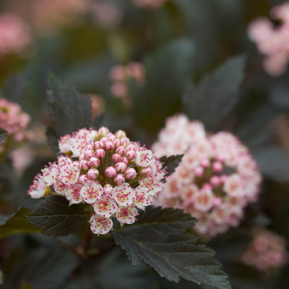 Summer Wine® Ninebark