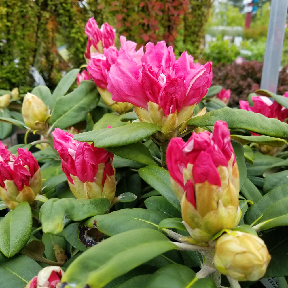 Yaku Prince Rhododendron