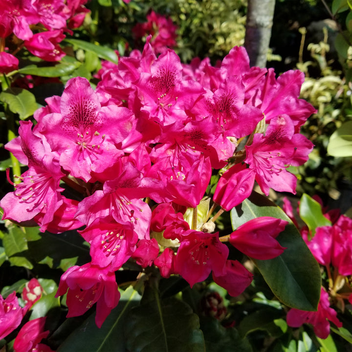Nova Zembla Rhododendron
