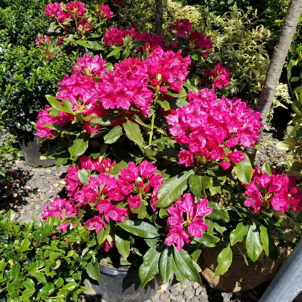 Nova Zembla Rhododendron