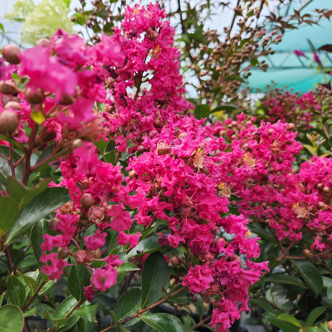 Tonto Crape Myrtle