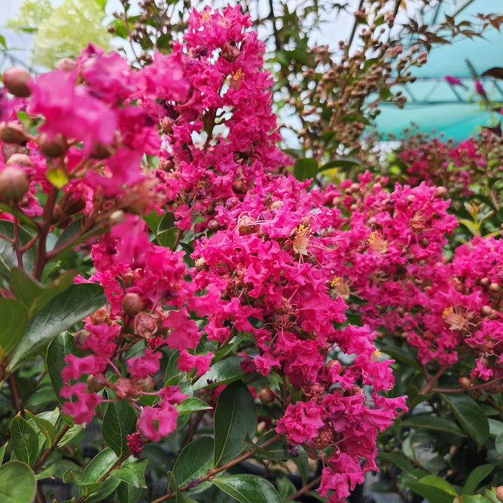 Tonto Crape Myrtle