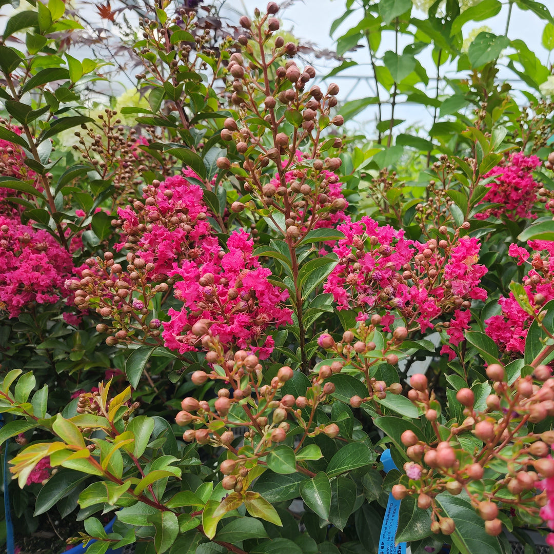 Tonto Crape Myrtle