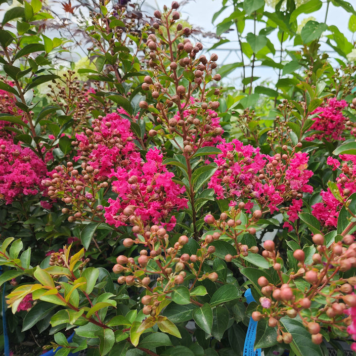 Tonto Crape Myrtle