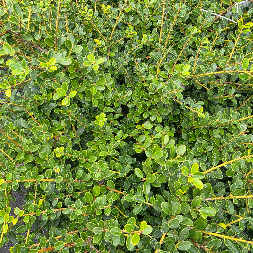 Helleri Dwarf Japanese Holly