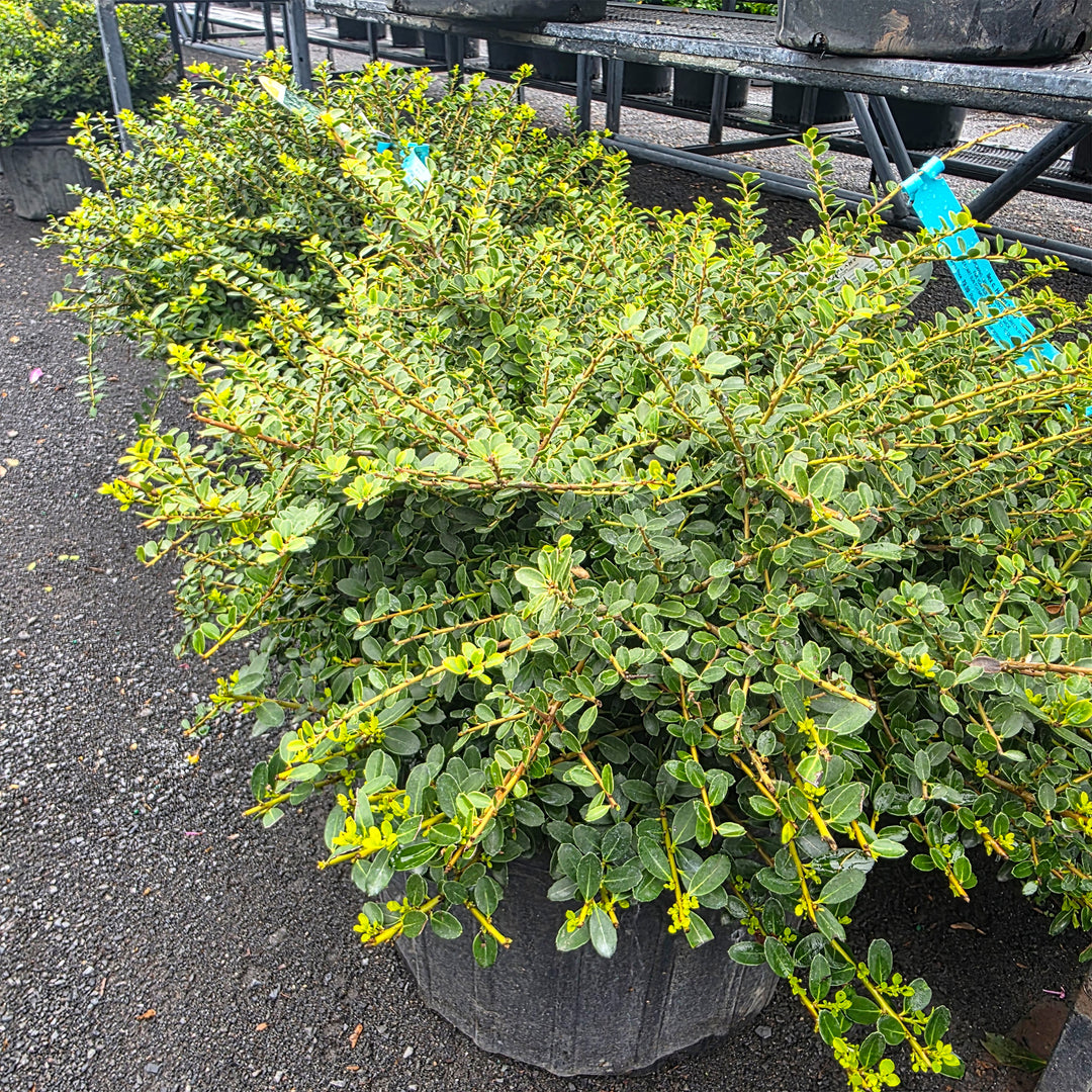 Helleri Dwarf Japanese Holly