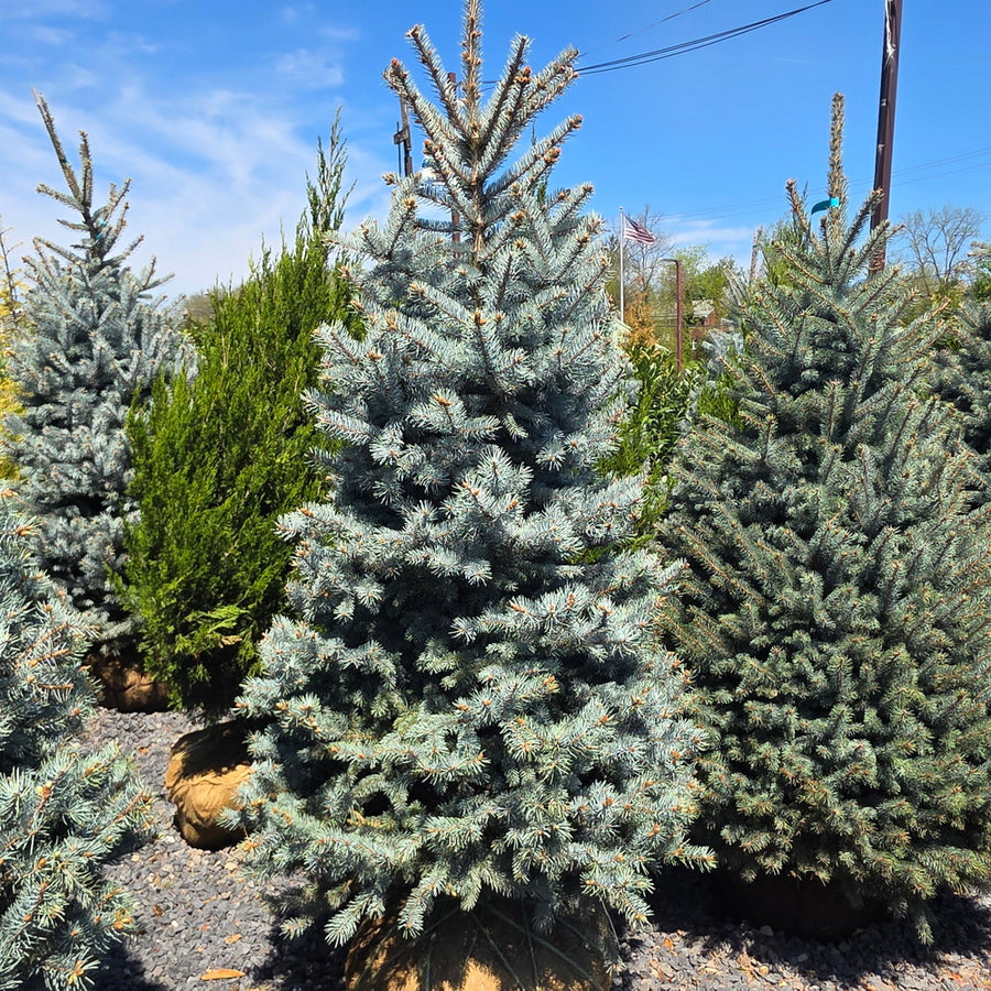 Bizon Blue Spruce