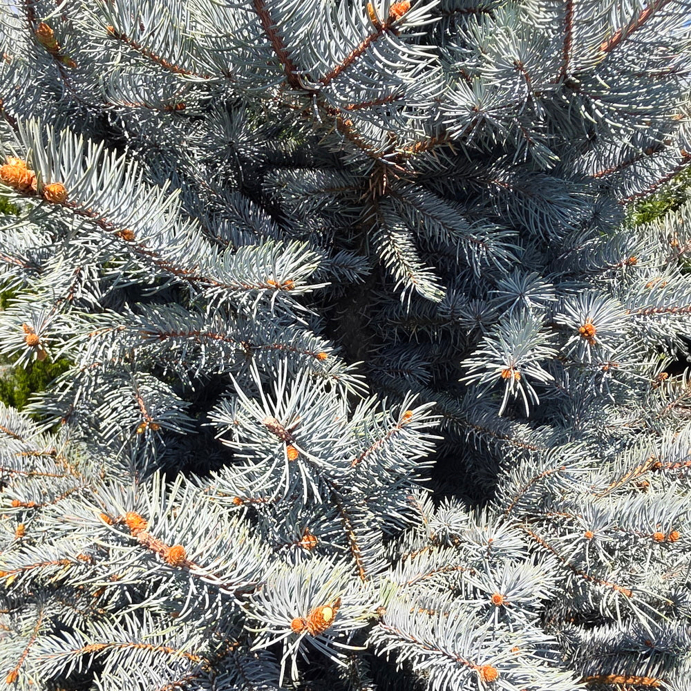 Bizon Blue Spruce