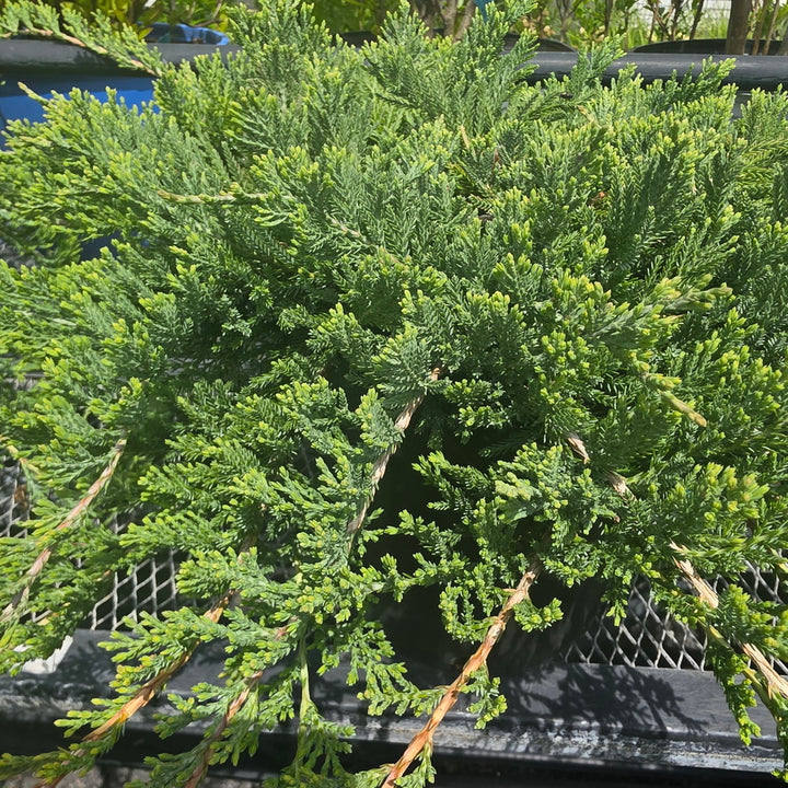 Blue Rug Juniper