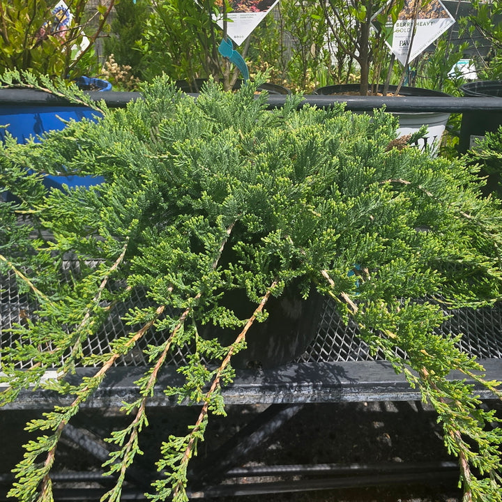 Blue Rug Juniper