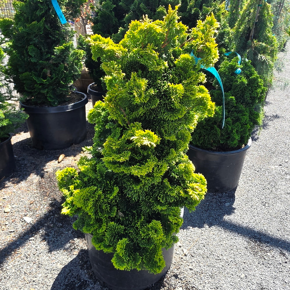 Verdoni Hinoki False Cypress