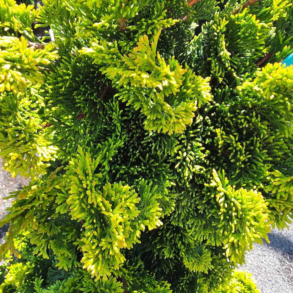 Verdoni Hinoki False Cypress