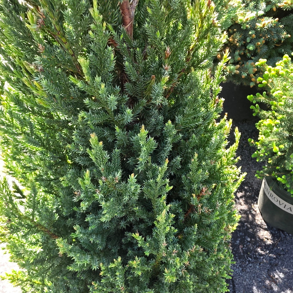 Blue Point Juniper
