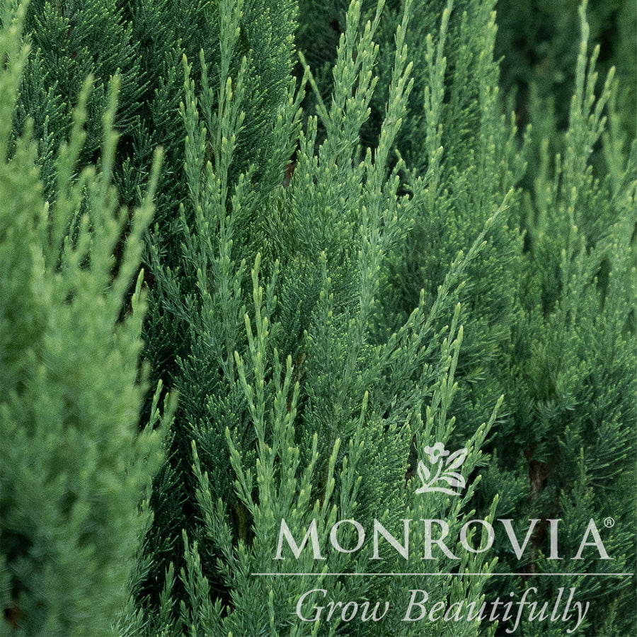 Blue Point Juniper