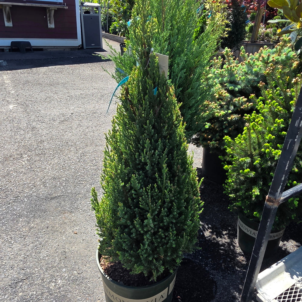Blue Point Juniper