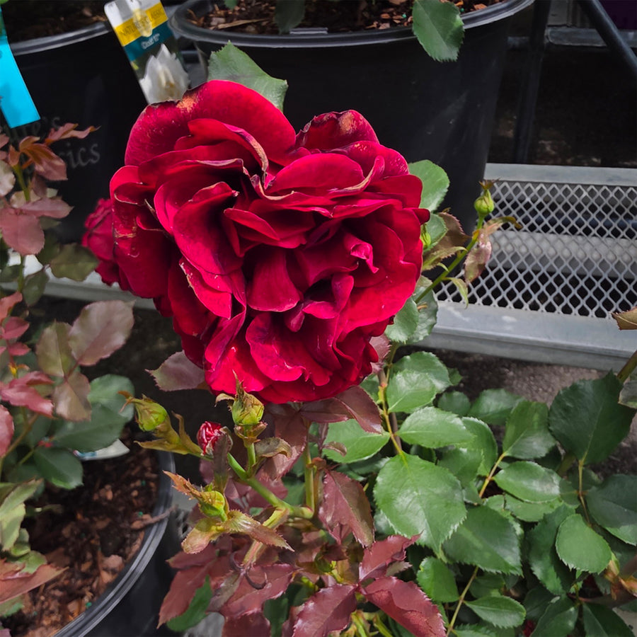 Don Juan Climbing Rose