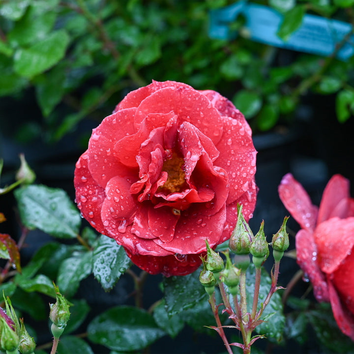 Don Juan Climbing Rose