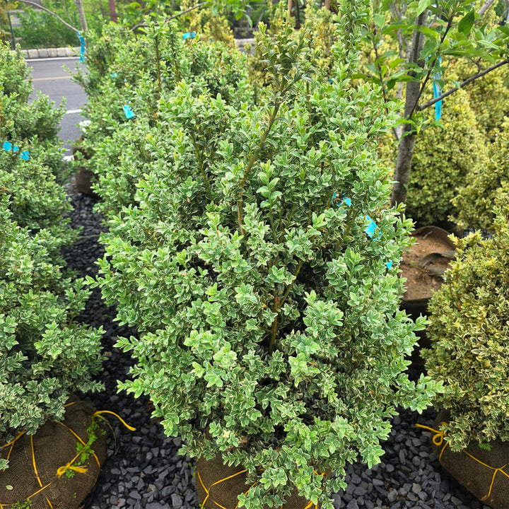 Variegated English Boxwood - Rounded