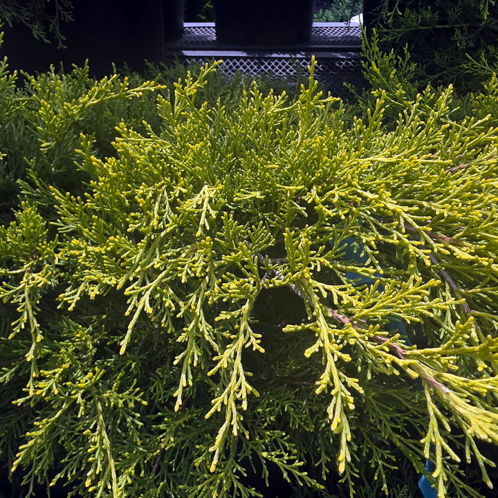 Old Gold Juniper