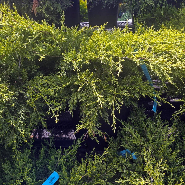 Old Gold Juniper