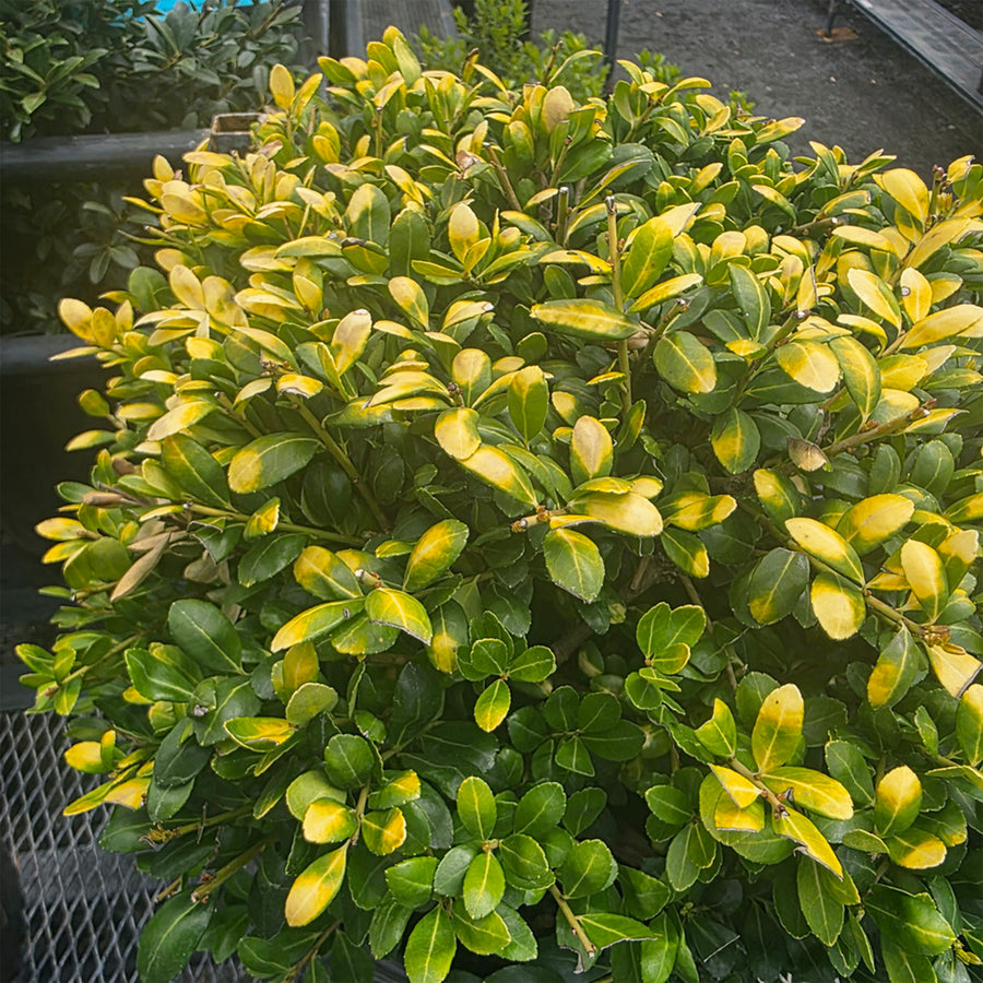 Drops of Gold Japanese Holly