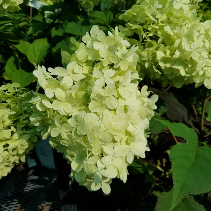 Limelight Panicle Hydrangea